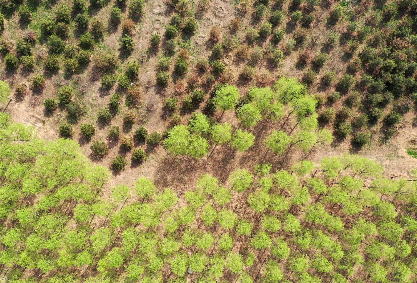 無(wú)人機(jī)技術(shù)在現(xiàn)代林業(yè)工作方面的應(yīng)用(圖5) 無(wú)人機(jī)技術(shù)在現(xiàn)代林業(yè)工作方面的應(yīng)用(圖5)